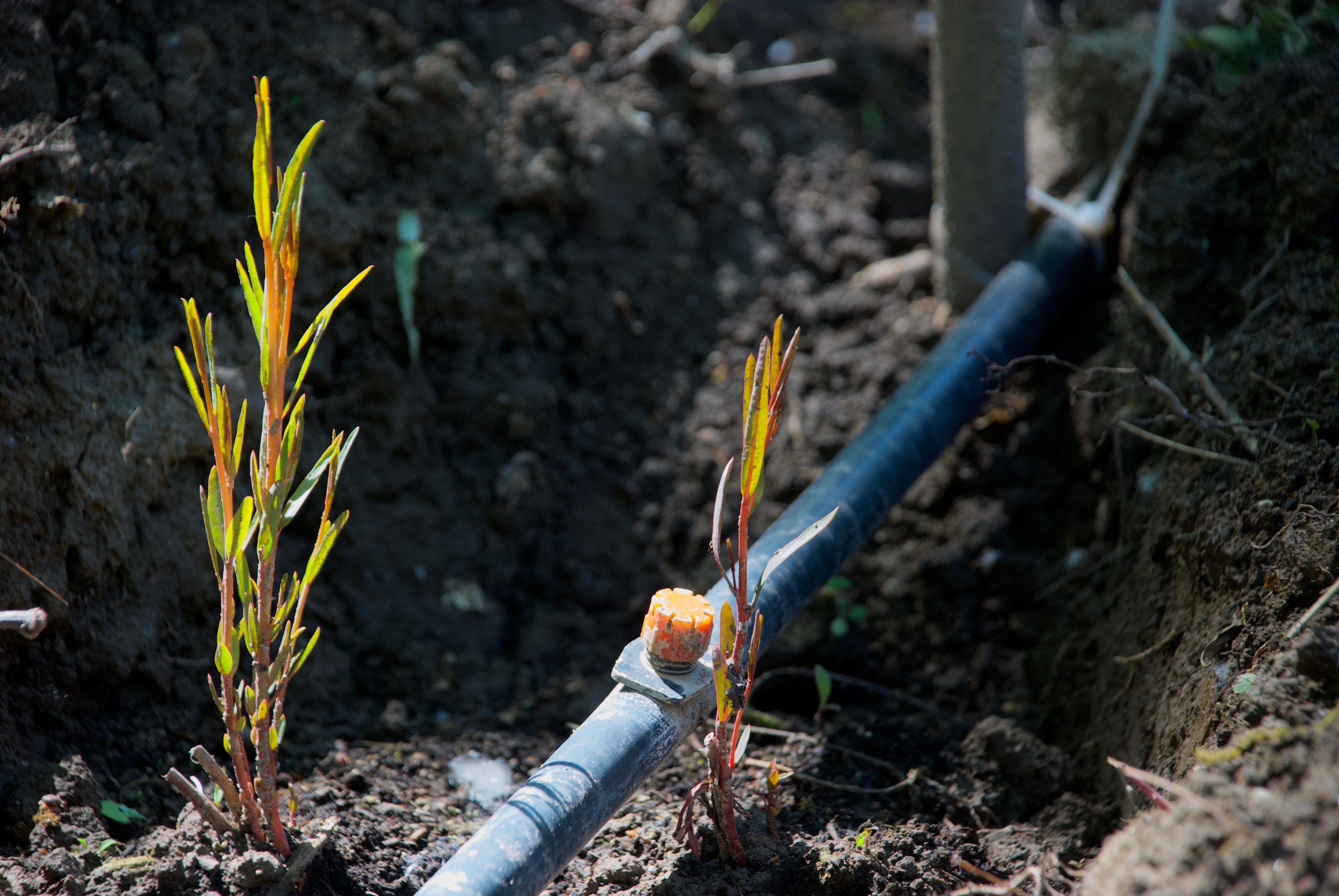 Tröpfchenbewässerung erlaubt die gezielte und maximal ressourcensparende externe Wasserzufuhr, bis das Wurzelsystem der Pflanze einen Grundwasserzugang erschließt.