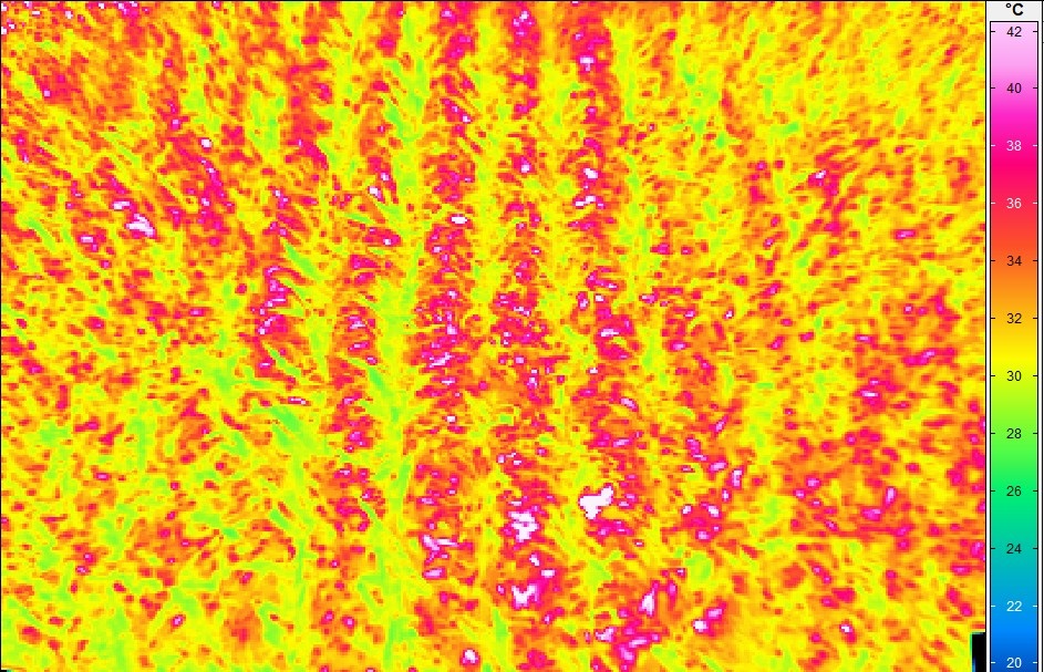 False colour image of spatial distribution of leaf temperature (wheat)