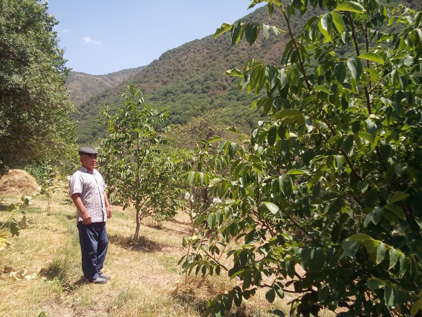 A smallholder in Jalalabad (Kyrgyzstan) proudly presents his agroforestry system with fruit trees.