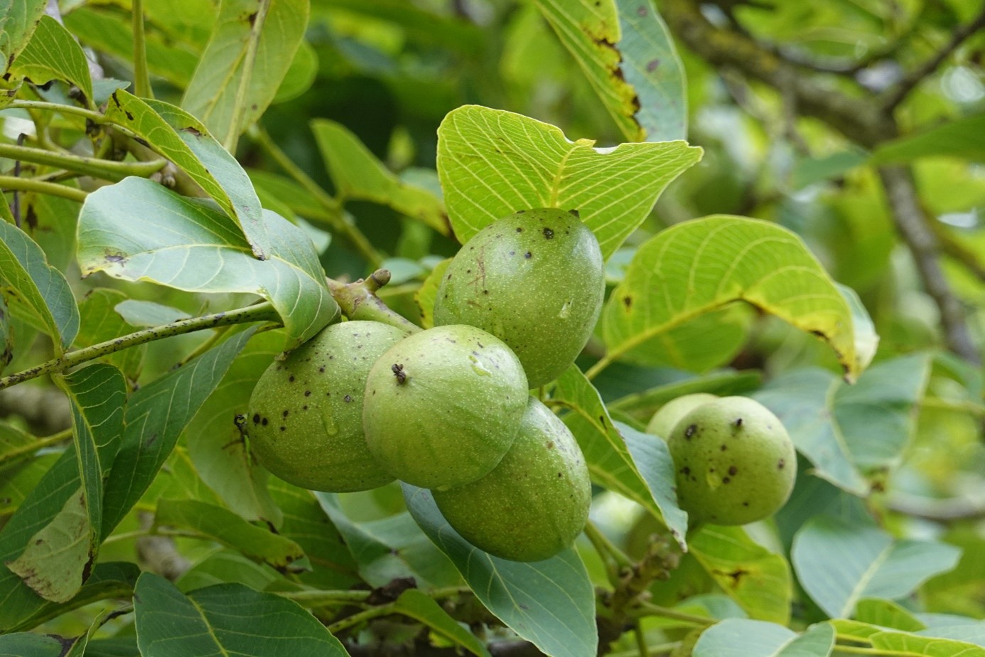 The fruit of the English walnut 